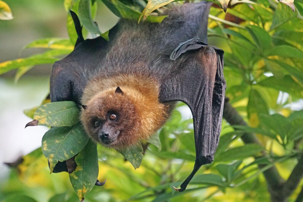 fladdermus